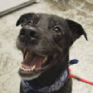 Meet your Posher, Cordelia